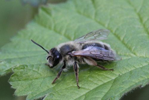Andrena sp.